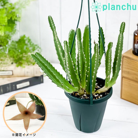 PLANCHU 多肉植物 スタペリア ハイブリッド ヒルスタ × ギガンテア 5号吊り鉢 育て方説明書付き Stapelia hirsuta × gigantea 観葉植物