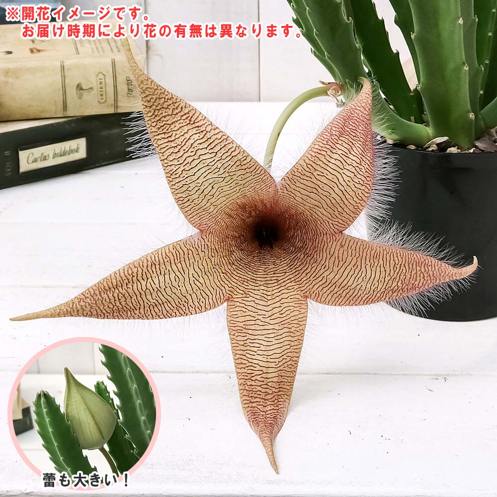 PLANCHU 多肉植物 スタペリア ハイブリッド ヒルスタ × ギガンテア 5号吊り鉢 育て方説明書付き Stapelia hirsuta × gigantea 観葉植物