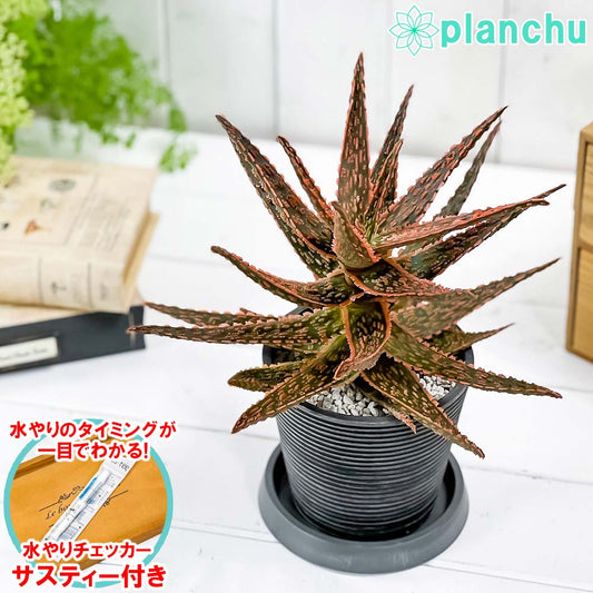 PLANCHU 多肉植物 アロエ フラミンゴ 4号樹脂鉢 ミディダークグレー サスティー付き 受け皿付き 育て方説明書付き Aloe ‘Flamingo’