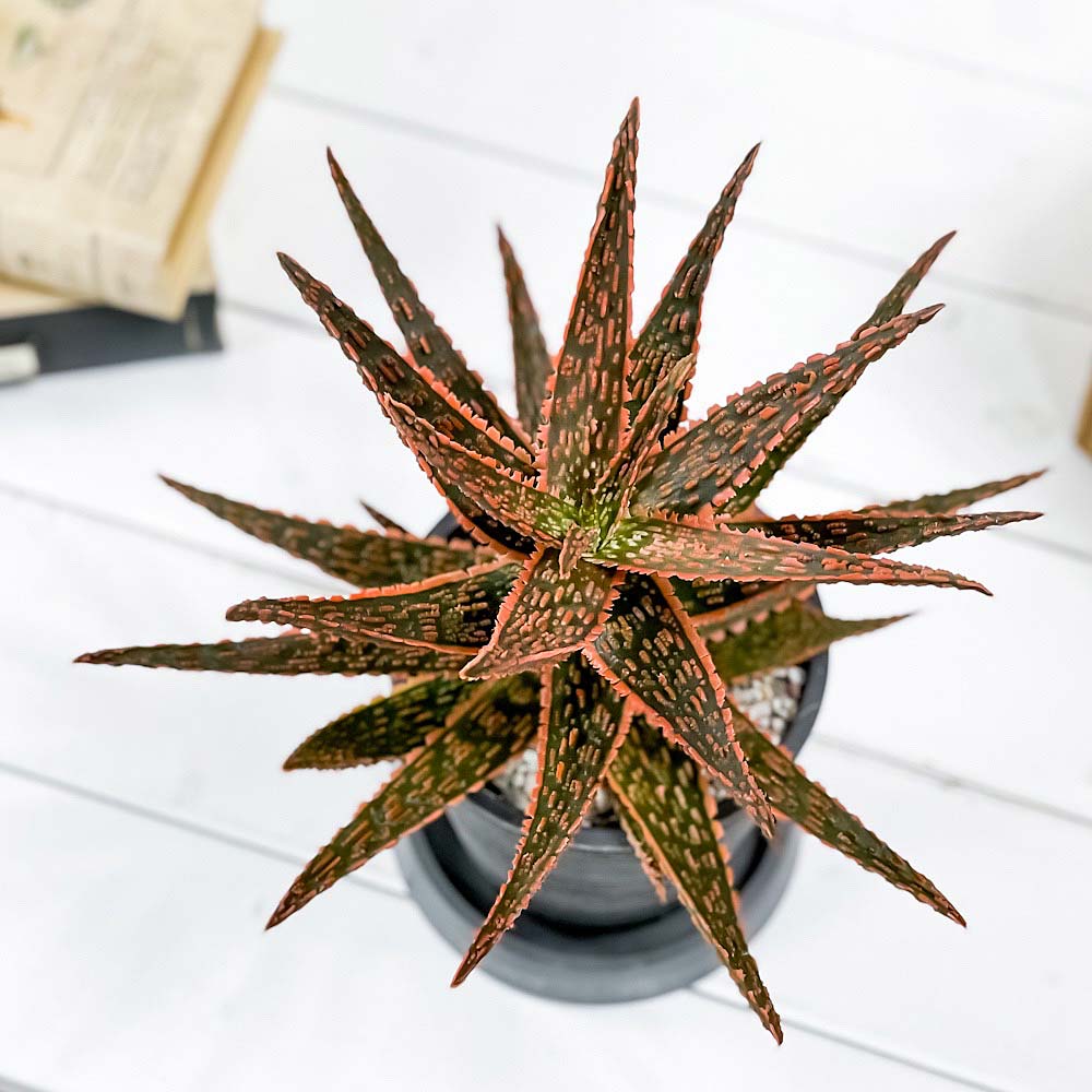 PLANCHU 多肉植物 アロエ フラミンゴ 4号樹脂鉢 ミディダークグレー サスティー付き 受け皿付き 育て方説明書付き Aloe ‘Flamingo’