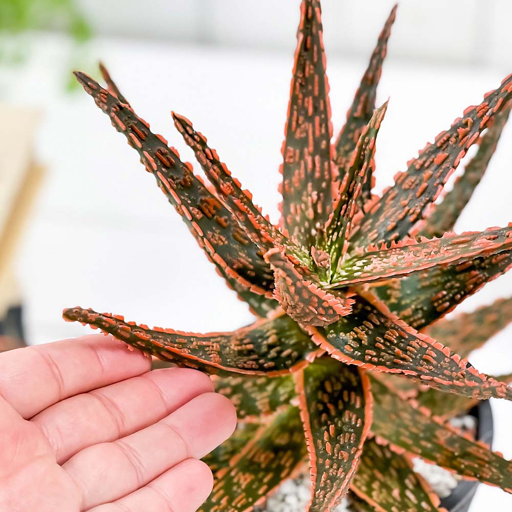PLANCHU 多肉植物 アロエ フラミンゴ 4号樹脂鉢 ミディダークグレー サスティー付き 受け皿付き 育て方説明書付き Aloe ‘Flamingo’