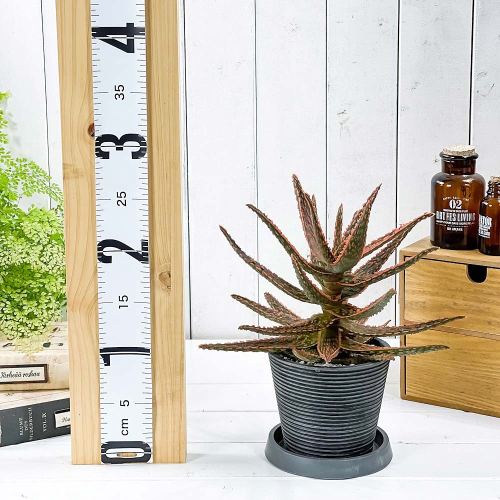 PLANCHU 多肉植物 アロエ フラミンゴ 4号樹脂鉢 ミディダークグレー サスティー付き 受け皿付き 育て方説明書付き Aloe ‘Flamingo’