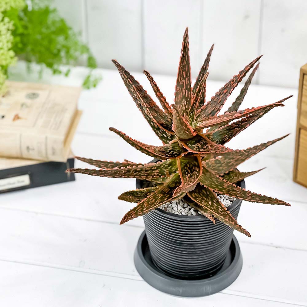 PLANCHU 多肉植物 アロエ フラミンゴ 4号樹脂鉢 ミディダークグレー サスティー付き 受け皿付き 育て方説明書付き Aloe ‘Flamingo’