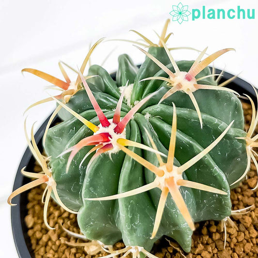 PLANCHU サボテン フェロカクタス 日の出丸 ひのでまる 3号鉢 受け皿付き 育て方説明書付き Ferocactus latispinus