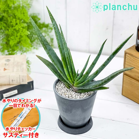 PLANCHU 多肉植物 アロエ スプラフォリアータ 4号樹脂鉢 ダークグレー サスティー付き 受け皿付き 育て方説明書付き Aloe suprafoliata