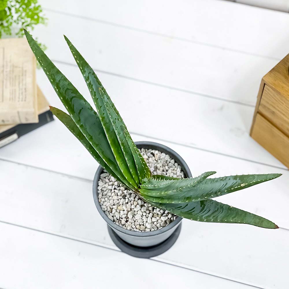 PLANCHU 多肉植物 アロエ スプラフォリアータ 4号樹脂鉢 ダークグレー サスティー付き 受け皿付き 育て方説明書付き Aloe suprafoliata
