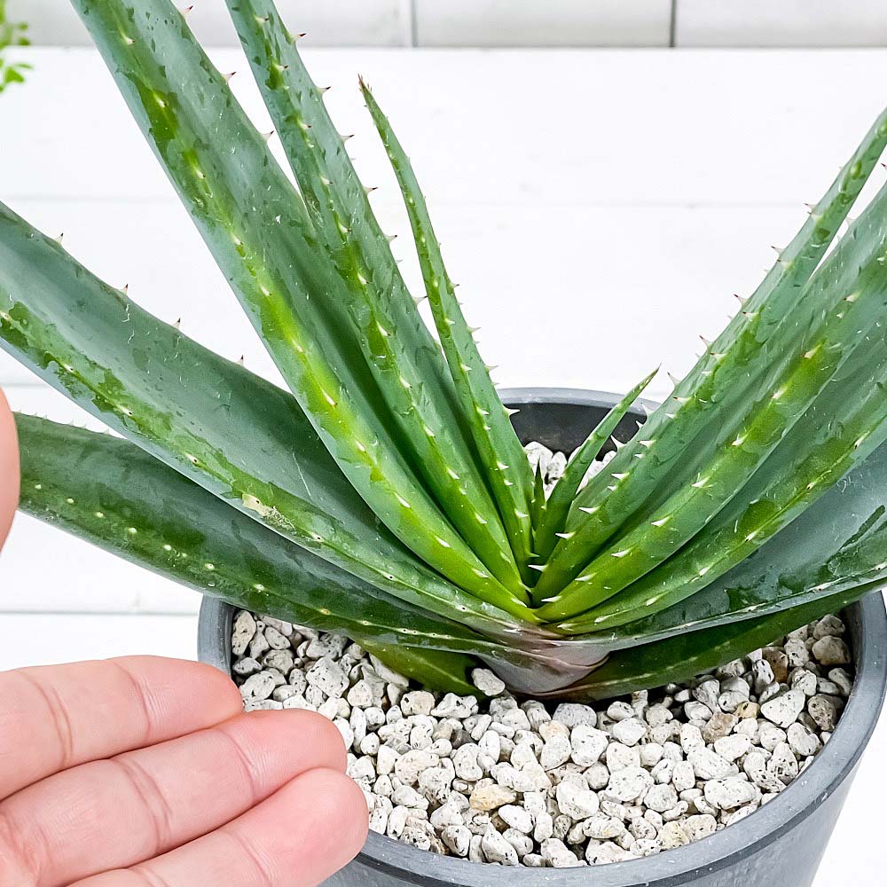 PLANCHU 多肉植物 アロエ スプラフォリアータ 4号樹脂鉢 ダークグレー サスティー付き 受け皿付き 育て方説明書付き Aloe suprafoliata