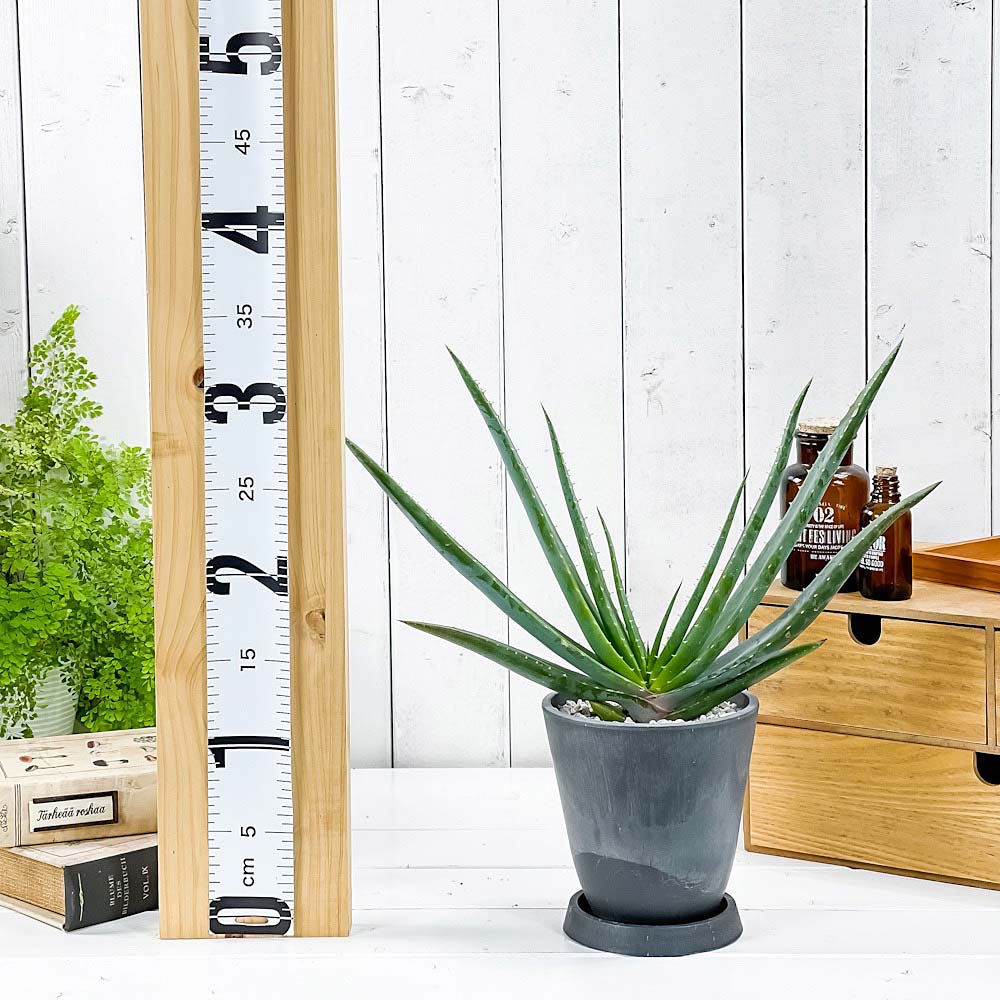 PLANCHU 多肉植物 アロエ スプラフォリアータ 4号樹脂鉢 ダークグレー サスティー付き 受け皿付き 育て方説明書付き Aloe suprafoliata