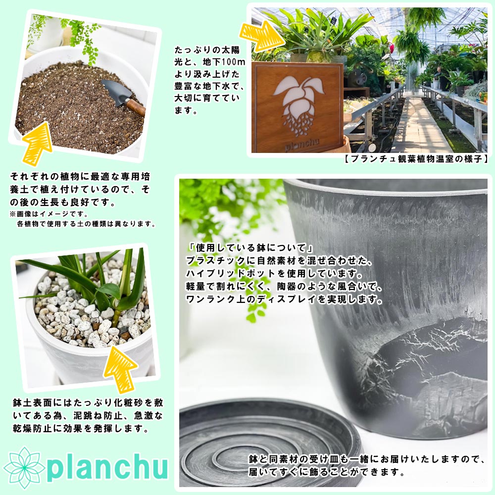 PLANCHU 多肉植物 アロエ スプラフォリアータ 4号樹脂鉢 ダークグレー サスティー付き 受け皿付き 育て方説明書付き Aloe suprafoliata