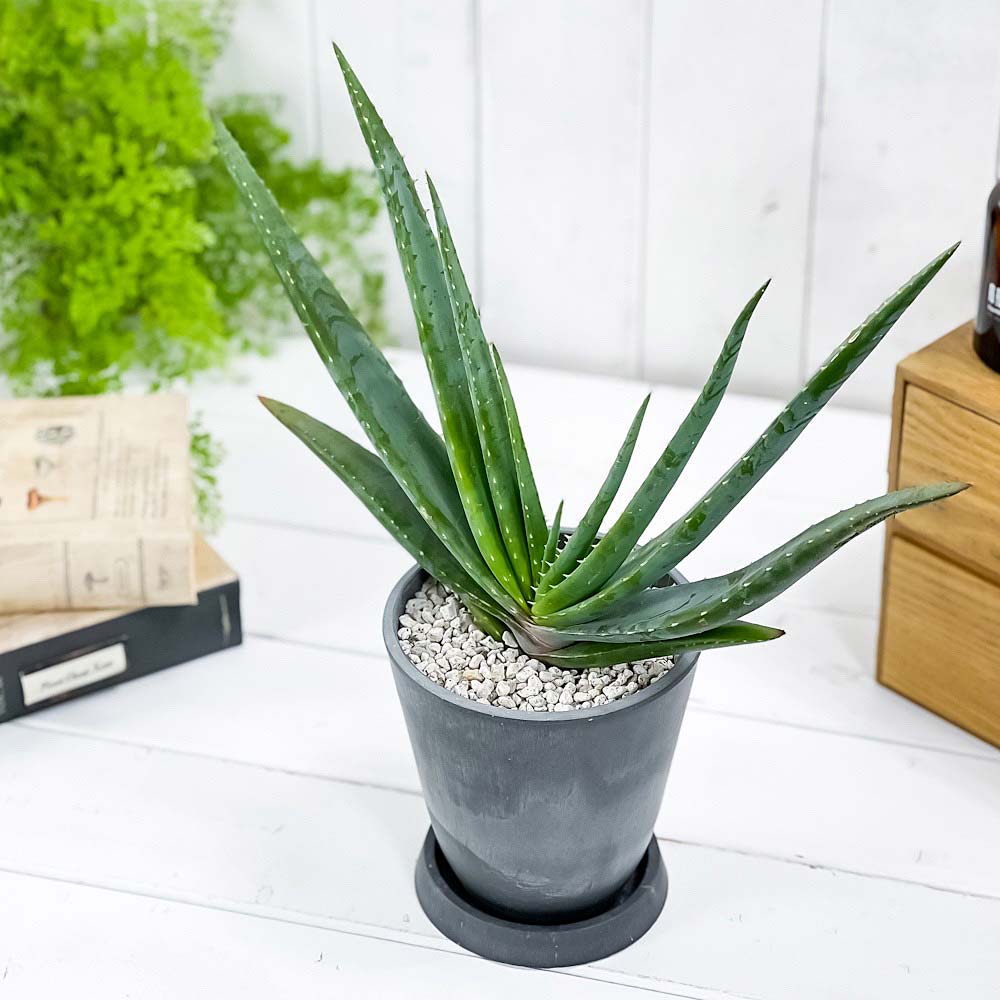 PLANCHU 多肉植物 アロエ スプラフォリアータ 4号樹脂鉢 ダークグレー サスティー付き 受け皿付き 育て方説明書付き Aloe suprafoliata