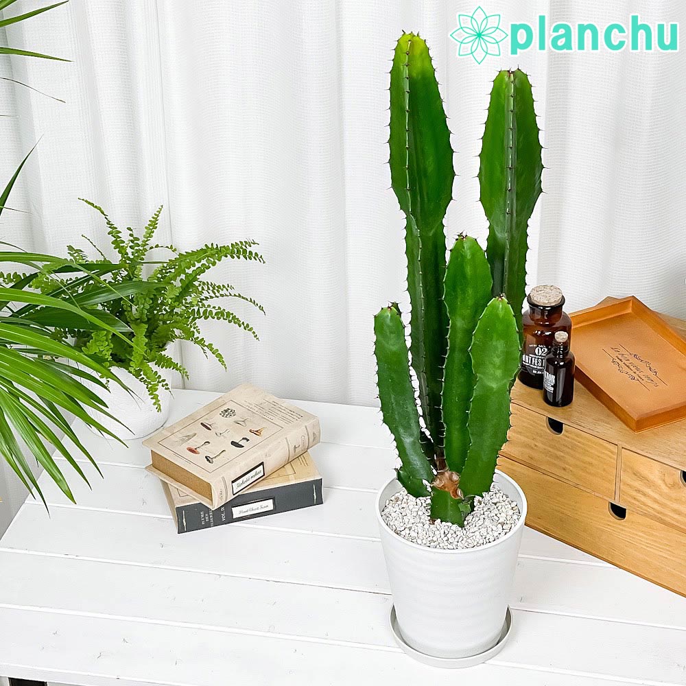PLANCHU 多肉植物 ユーフォルビア アクルレンシス 5号鉢 受け皿付き 育て方説明書付き Euphorbia acrurensis 大雲閣 ダイウンカク