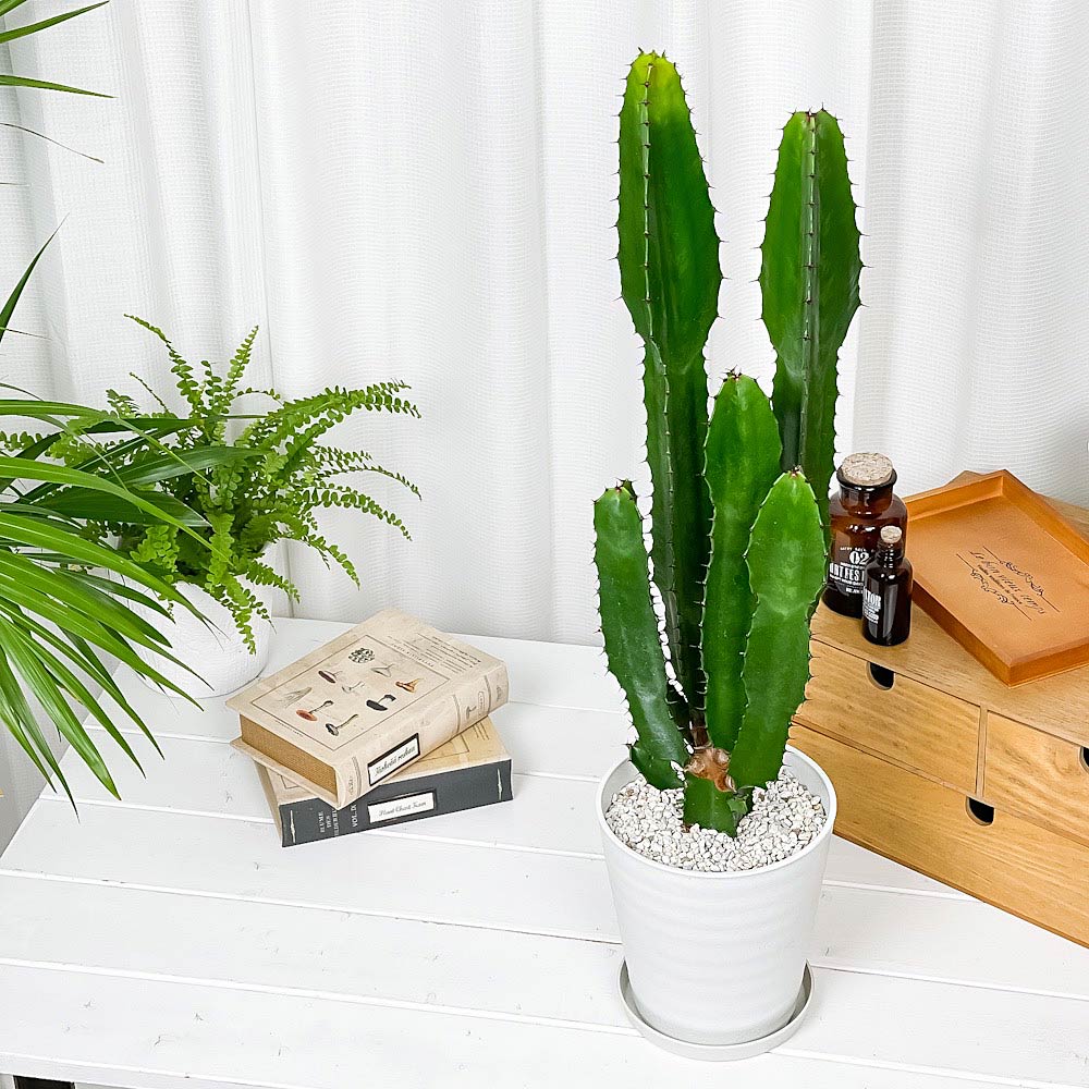 PLANCHU 多肉植物 ユーフォルビア アクルレンシス 5号鉢 受け皿付き 育て方説明書付き Euphorbia acrurensis 大雲閣 ダイウンカク
