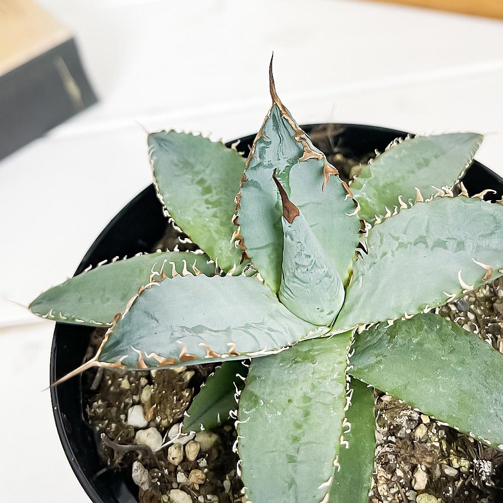 PLANCHU 多肉植物 アガベ チタノタ ライオンズメーン 3.5号スリット鉢 受け皿付き 育て方説明書付き Agave titanota ‘Lion's Mane’ 観葉植物