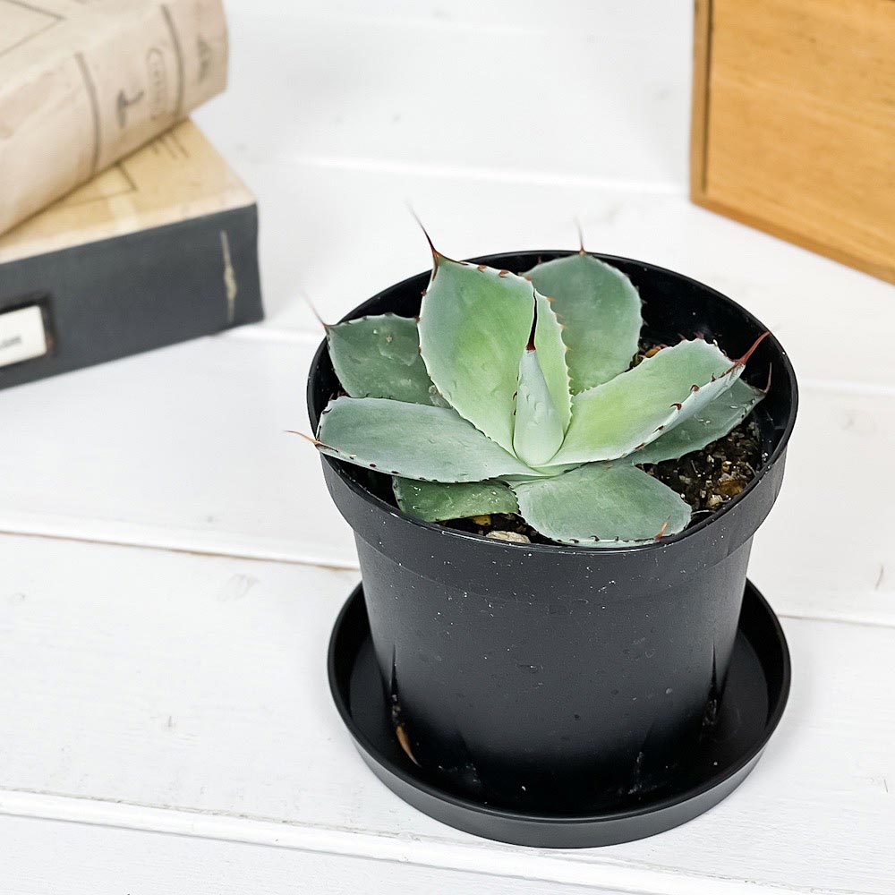 PLANCHU 多肉植物 アガベ パリー トランカータ 3.5号スリット鉢 受け皿付き 育て方説明書付き Agave parryi var. truncata トルンカータ 観葉植物