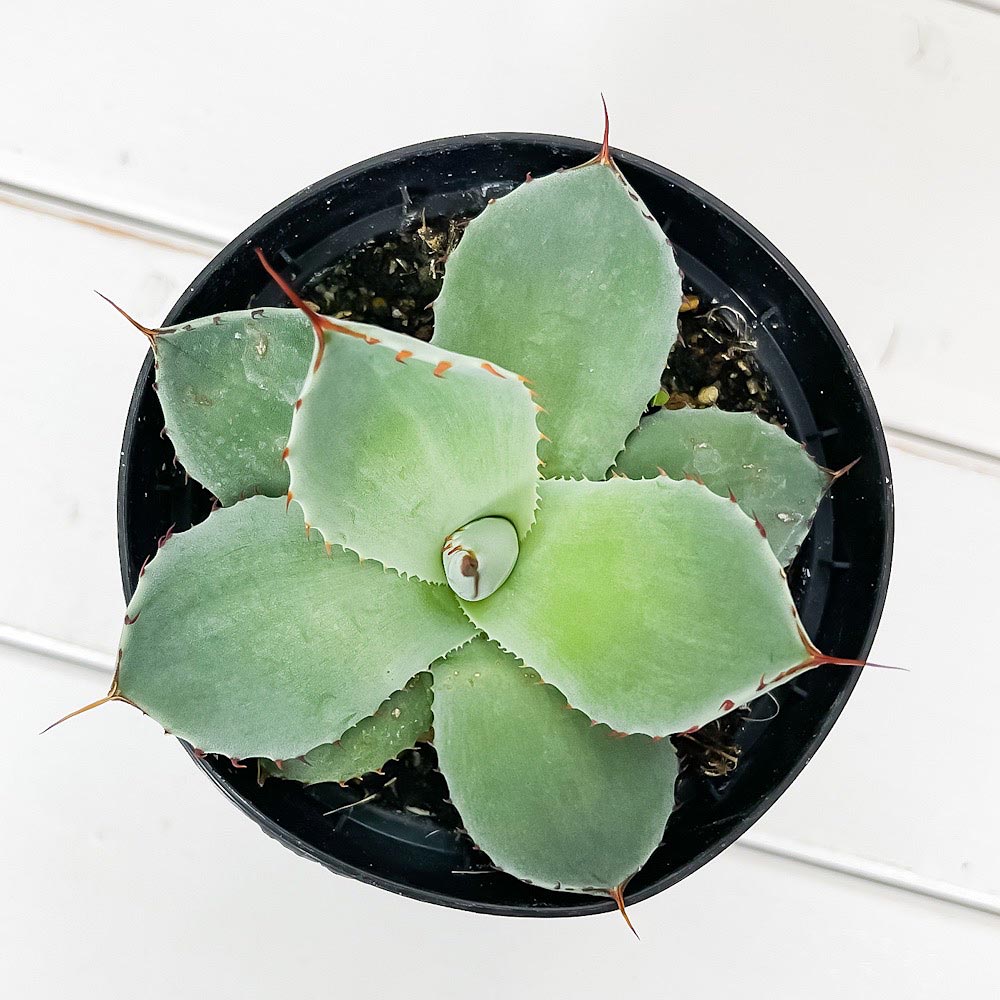 PLANCHU 多肉植物 アガベ パリー トランカータ 3.5号スリット鉢 受け皿付き 育て方説明書付き Agave parryi var. truncata トルンカータ 観葉植物