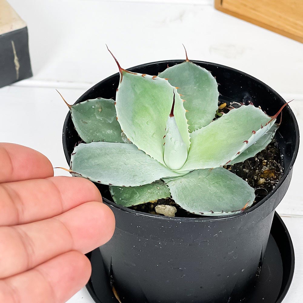 PLANCHU 多肉植物 アガベ パリー トランカータ 3.5号スリット鉢 受け皿付き 育て方説明書付き Agave parryi var. truncata トルンカータ 観葉植物