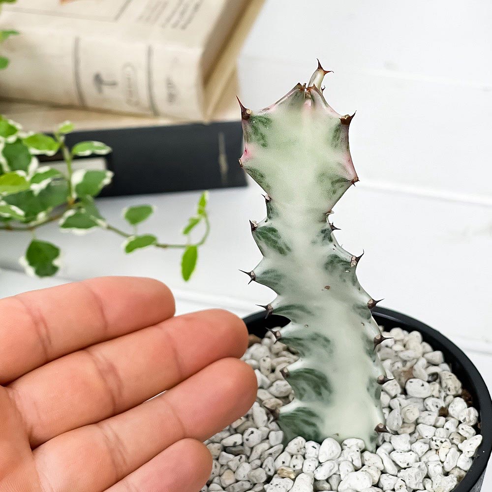 PLANCHU 多肉植物 ユーフォルビア ホワイトゴースト 3.5号鉢 受け皿付き 育て方説明書付き Euphorbia lactea ‘White Ghost’