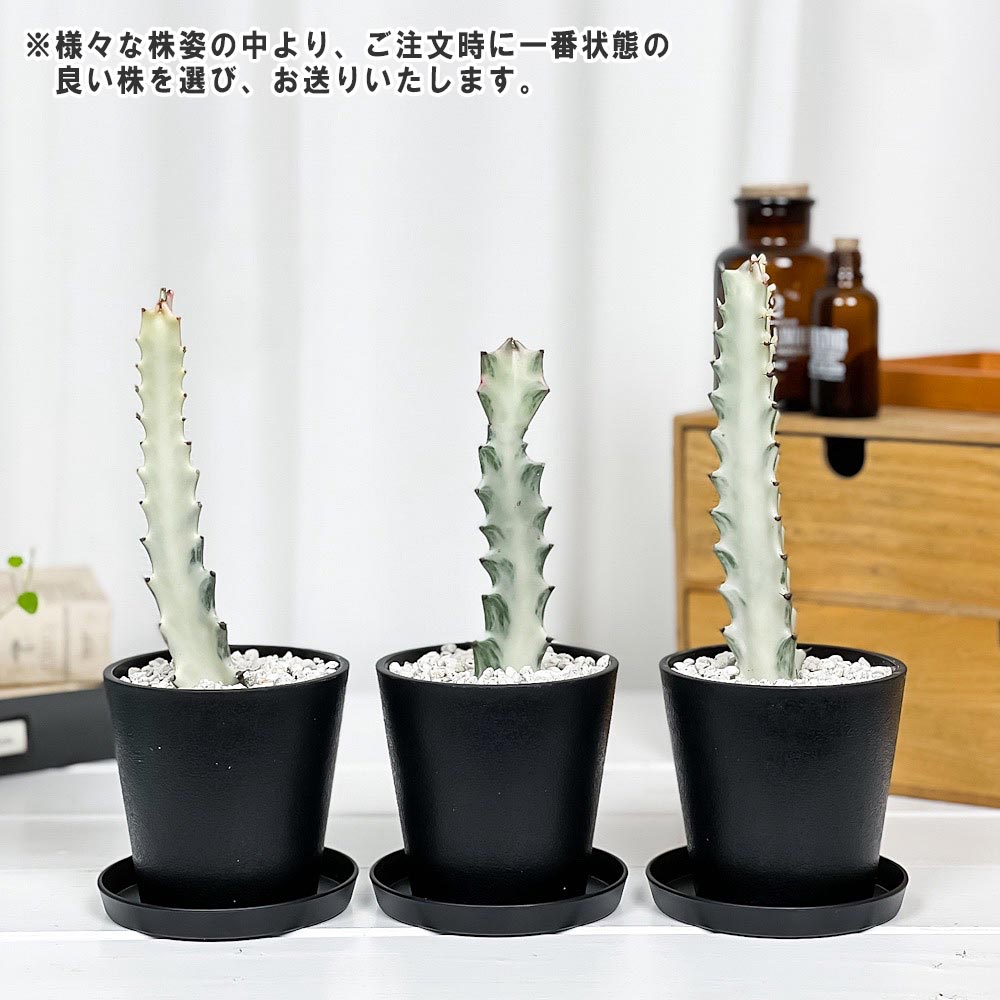 PLANCHU 多肉植物 ユーフォルビア ホワイトゴースト 3.5号鉢 受け皿付き 育て方説明書付き Euphorbia lactea ‘White Ghost’