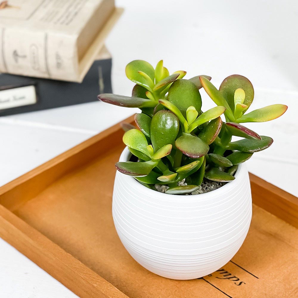 ◇鉢のタイプで選ぶ – Page 27 – 観葉植物専門店プランチュ