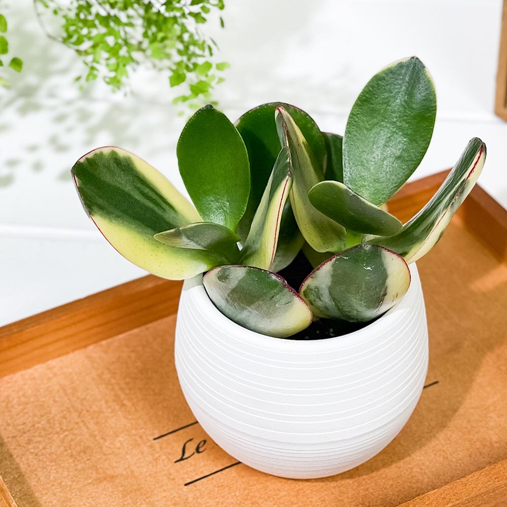 PLANCHU 観葉植物 クラッスラ 金のなる木 花月 斑入り 3号丸鉢 受け皿付き 育て方説明書付き Crassula ovata cv. カネノナルキ カゲツ