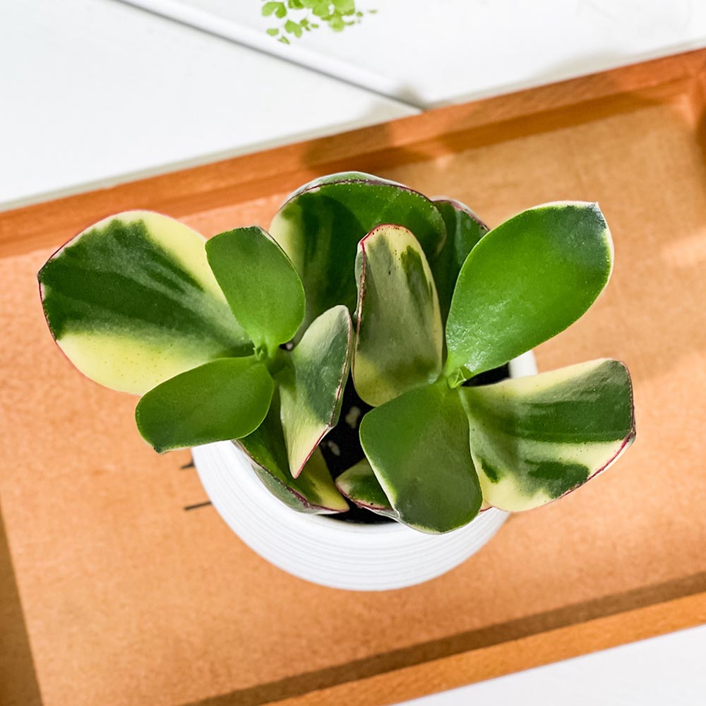 PLANCHU 観葉植物 クラッスラ 金のなる木 花月 斑入り 3号丸鉢 受け皿付き 育て方説明書付き Crassula ovata cv. カネノナルキ カゲツ