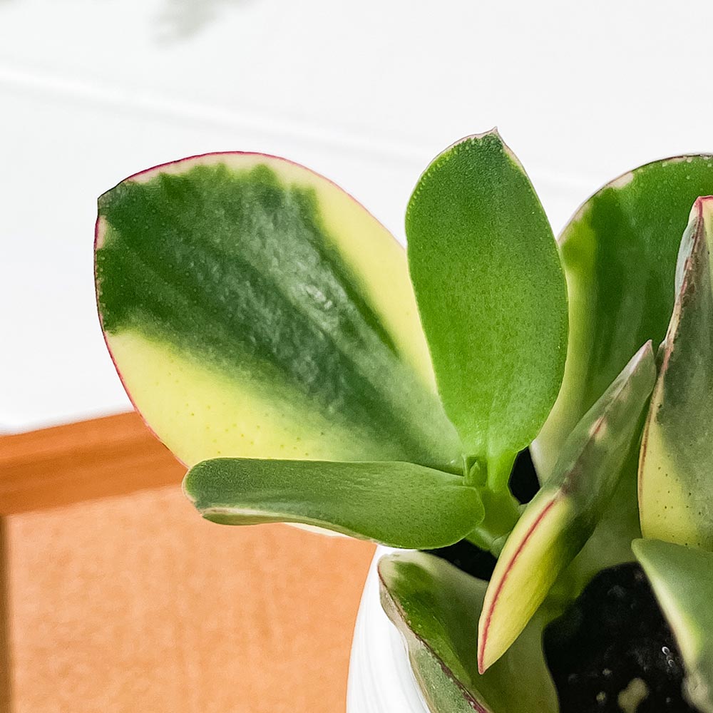 PLANCHU 観葉植物 クラッスラ 金のなる木 花月 斑入り 3号丸鉢 受け皿付き 育て方説明書付き Crassula ovata cv. カネノナルキ カゲツ