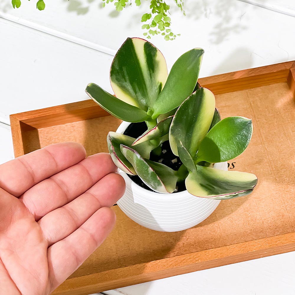 PLANCHU 観葉植物 クラッスラ 金のなる木 花月 斑入り 3号丸鉢 受け皿付き 育て方説明書付き Crassula ovata cv. カネノナルキ カゲツ