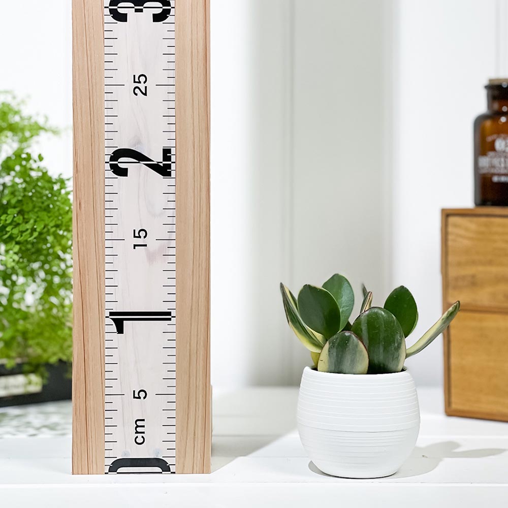 PLANCHU 観葉植物 クラッスラ 金のなる木 花月 斑入り 3号丸鉢 受け皿付き 育て方説明書付き Crassula ovata cv. カネノナルキ カゲツ