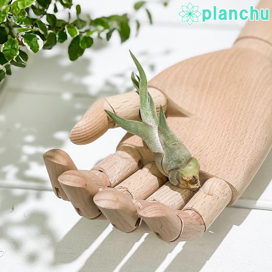 PLANCHU エアプランツ ティランジア カプトメデューサエ Sサイズ 1株 W3×H6cm前後 育て方説明書付き Tillandsia caput-medusae カプトメドゥーサエ エアープランツ チランジア