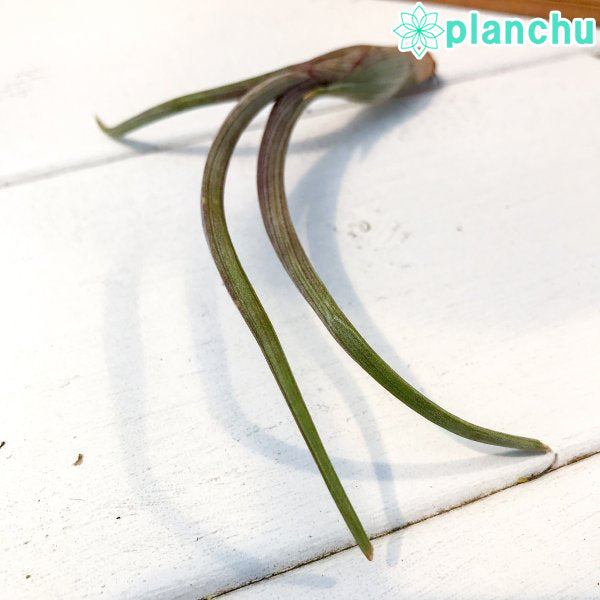 PLANCHU エアプランツ ティランジア プセウドベイレイ Sサイズ 1株 W10×H8cm前後 育て方説明書付き Tillandsia pseudobaileyi エアープランツ チランジア