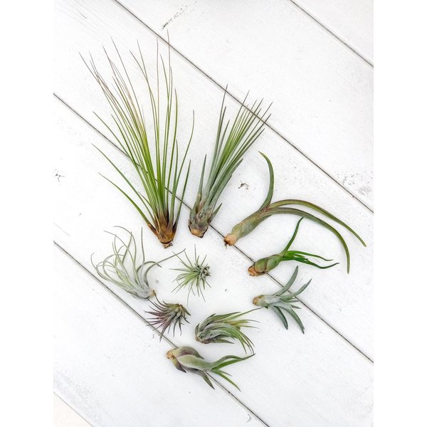 PLANCHU エアプランツ ティランジア プセウドベイレイ Sサイズ 1株 育て方説明書付き Tillandsia pseudobaileyi エアープランツ チランジア