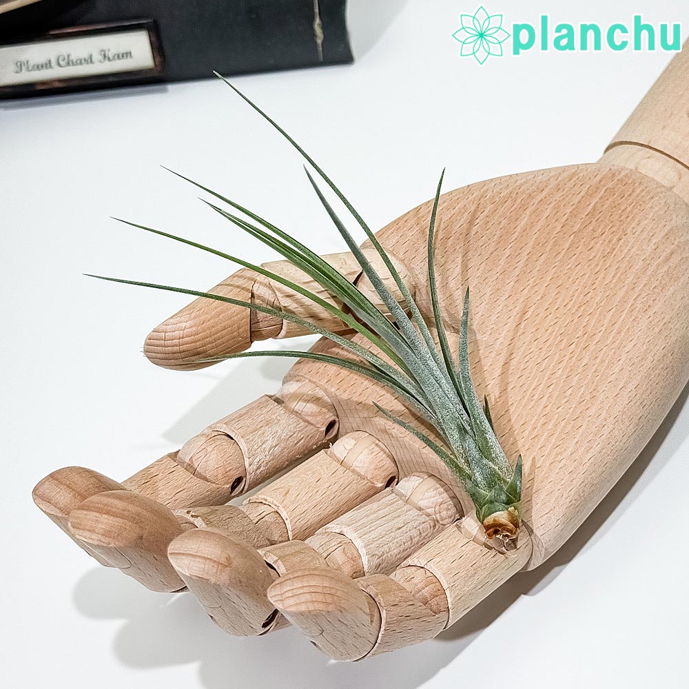 PLANCHU エアプランツ ティランジア ジュンセア Sサイズ 1株 W3×H10cm前後 育て方説明書付き Tillandsia juncea エアープランツ チランジア