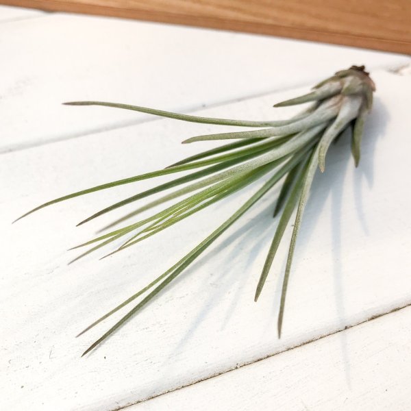 PLANCHU エアプランツ ティランジア ジュンセア Sサイズ 1株 育て方説明書付き Tillandsia juncea エアープランツ チランジア