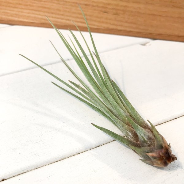 PLANCHU エアプランツ ティランジア ジュンセア Sサイズ 1株 育て方説明書付き Tillandsia juncea エアープランツ チランジア