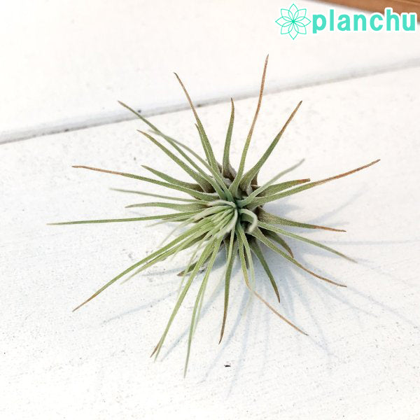 PLANCHU エアプランツ ティランジア フックシー グラシリス Sサイズ 1株 W3×H3cm前後 育て方説明書付き Tillandsia fuchsii forma gracilis グラキリス エアープランツ チランジア
