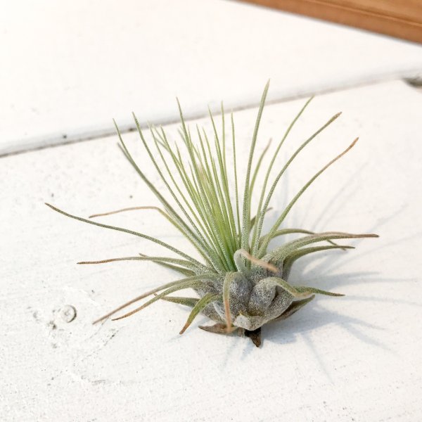 PLANCHU エアプランツ ティランジア フックシー グラシリス Sサイズ 1株 育て方説明書付き Tillandsia fuchsii forma gracilis グラキリス エアープランツ チランジア