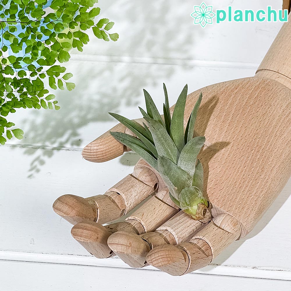 PLANCHU エアプランツ ティランジア ブラキカウロス Sサイズ 1株 育て方説明書付き Tillandsia brachycaulos エアープランツ チランジア