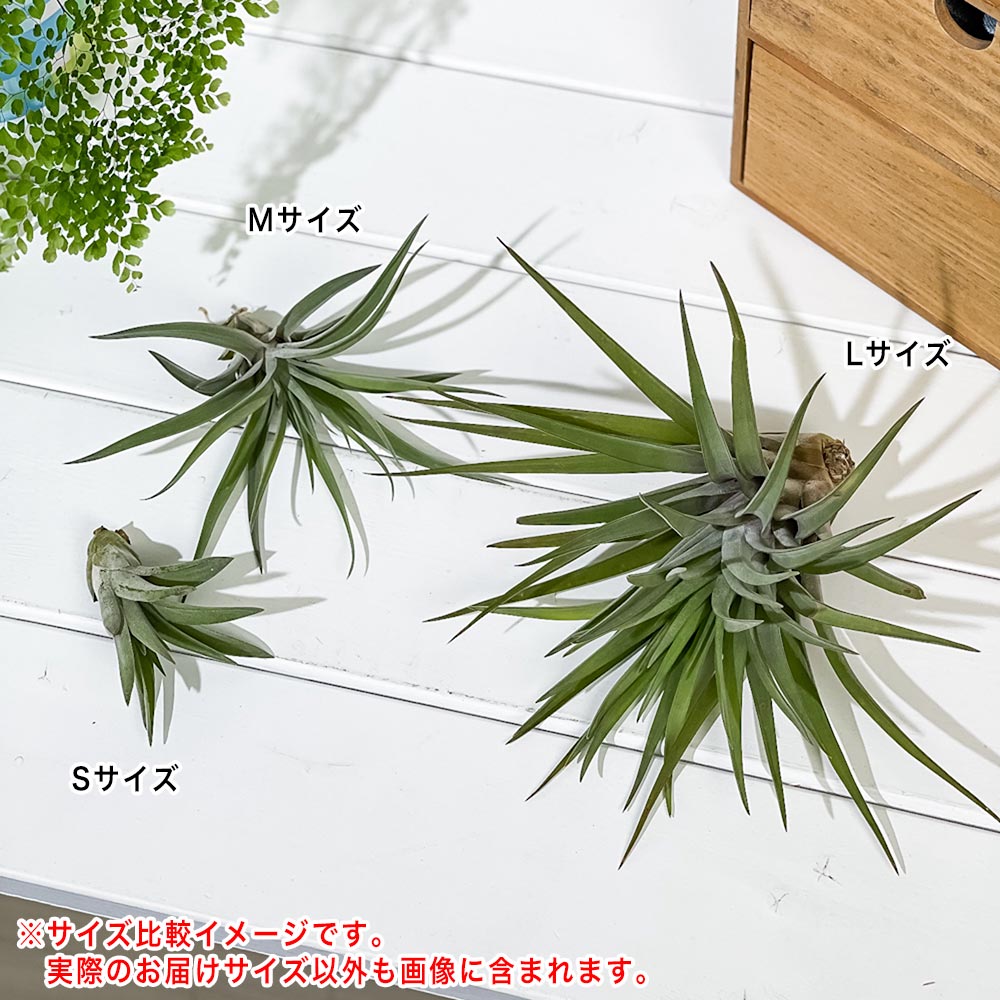 PLANCHU エアプランツ ティランジア ブラキカウロス Sサイズ 1株 育て方説明書付き Tillandsia brachycaulos エアープランツ チランジア