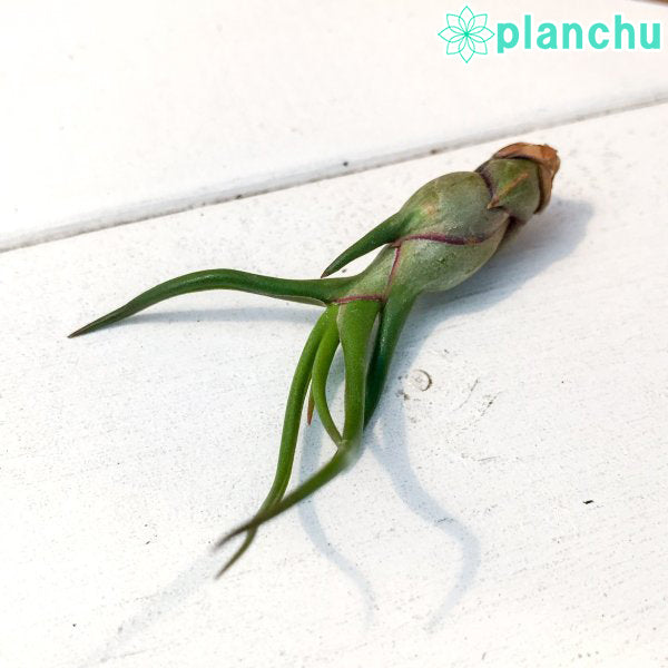 PLANCHU エアプランツ ティランジア ブルボーサ Sサイズ 1株 W4×H6cm前後 育て方説明書付き Tillandsia bulbosa エアープランツ チランジア