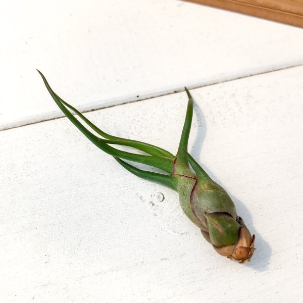 PLANCHU エアプランツ ティランジア ブルボーサ Sサイズ 1株 育て方説明書付き Tillandsia bulbosa エアープランツ チランジア