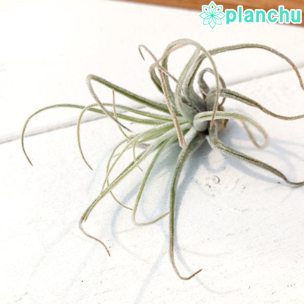 PLANCHU エアプランツ ティランジア ベリッキアーナ Sサイズ 1株 W5×H5cm前後 育て方説明書付き Tillandsia velickiana エアープランツ チランジア