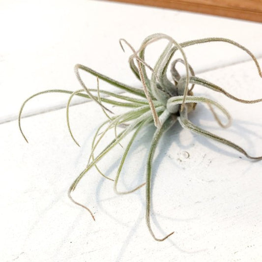 PLANCHU エアプランツ ティランジア ベリッキアーナ Sサイズ 1株 W5×H5cm前後 育て方説明書付き Tillandsia velickiana エアープランツ チランジア