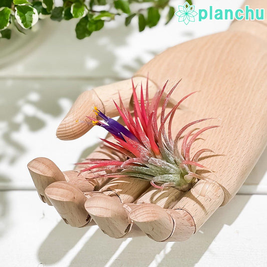 PLANCHU エアプランツ ティランジア イオナンタ Mサイズ 1株 育て方説明書付き Tillandsia ionantha エアープランツ チランジア