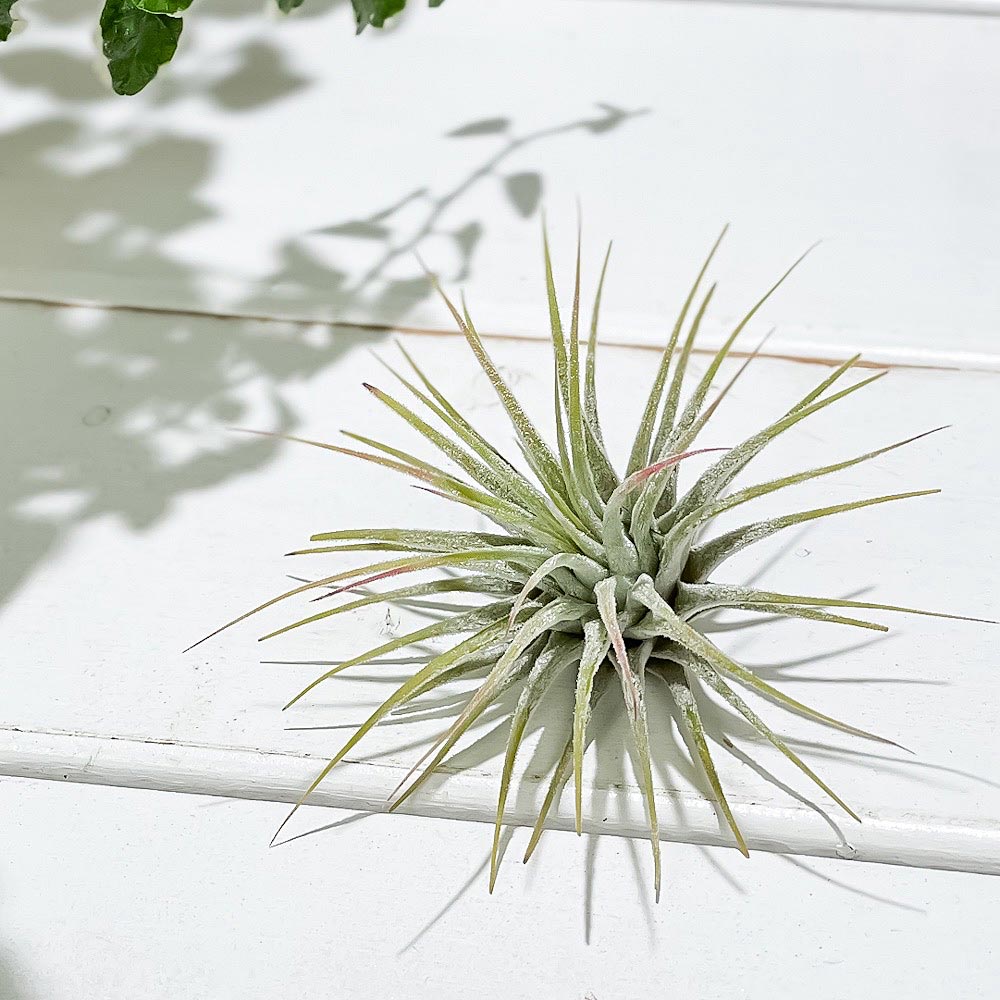 PLANCHU エアプランツ ティランジア イオナンタ Mサイズ 1株 育て方説明書付き Tillandsia ionantha エアープランツ チランジア