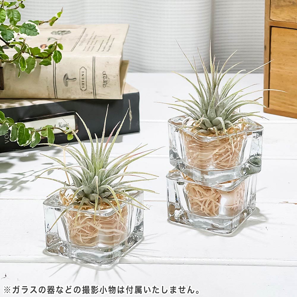 PLANCHU エアプランツ ティランジア イオナンタ Mサイズ 1株 育て方説明書付き Tillandsia ionantha エアープランツ チランジア