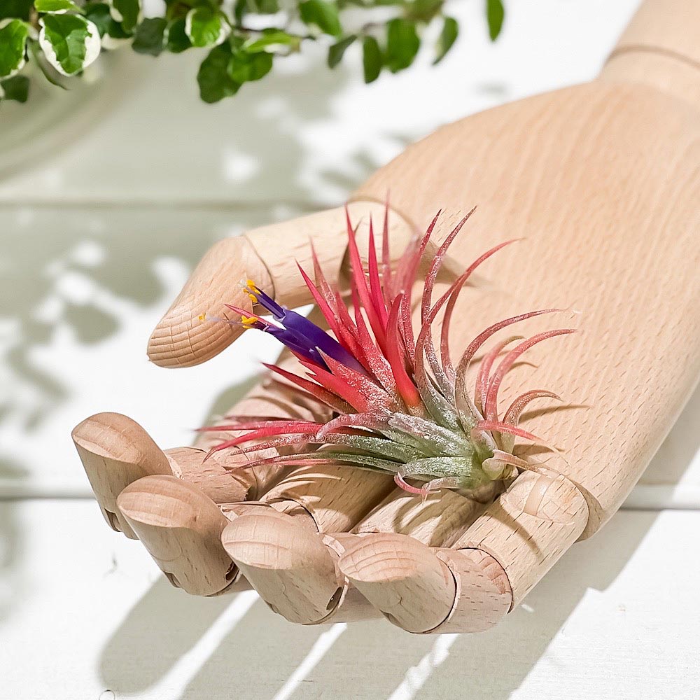 PLANCHU エアプランツ ティランジア イオナンタ Mサイズ 1株 育て方説明書付き Tillandsia ionantha エアープランツ チランジア