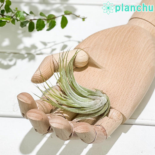 PLANCHU エアプランツ ティランジア コルビー Mサイズ 1株 W4×H6cm前後 育て方説明書付き Tillandsia scaposa スカポーサ エアープランツ チランジア