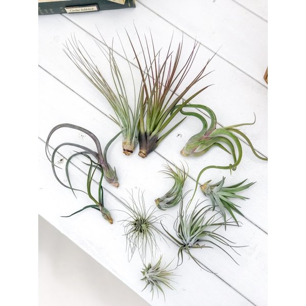 PLANCHU エアプランツ ティランジア プセウドベイレイ Mサイズ 1株 育て方説明書付き Tillandsia pseudobaileyi エアープランツ チランジア