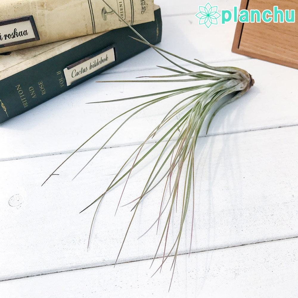 PLANCHU エアプランツ ティランジア ジュンセア Mサイズ 1株 W10×H18cm前後 育て方説明書付き Tillandsia juncea エアープランツ チランジア
