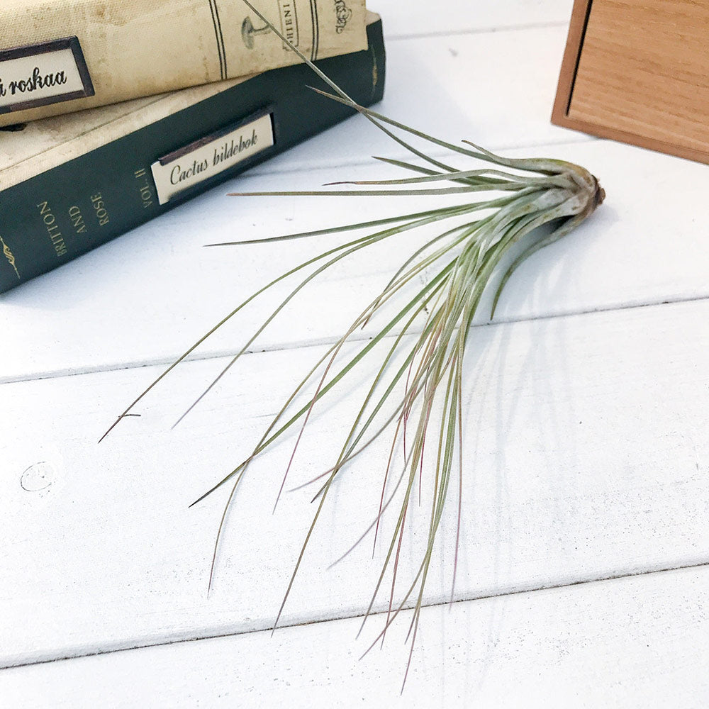 PLANCHU エアプランツ ティランジア ジュンセア Mサイズ 1株 W10×H18cm前後 育て方説明書付き Tillandsia juncea エアープランツ チランジア